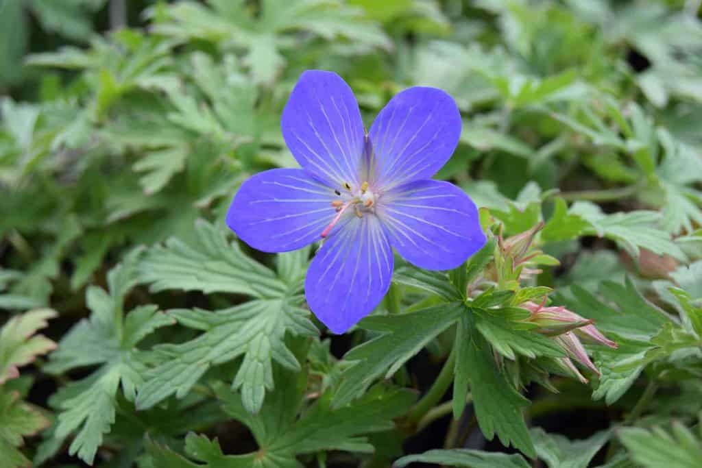 Geranium 'Johnson's Blue' ---